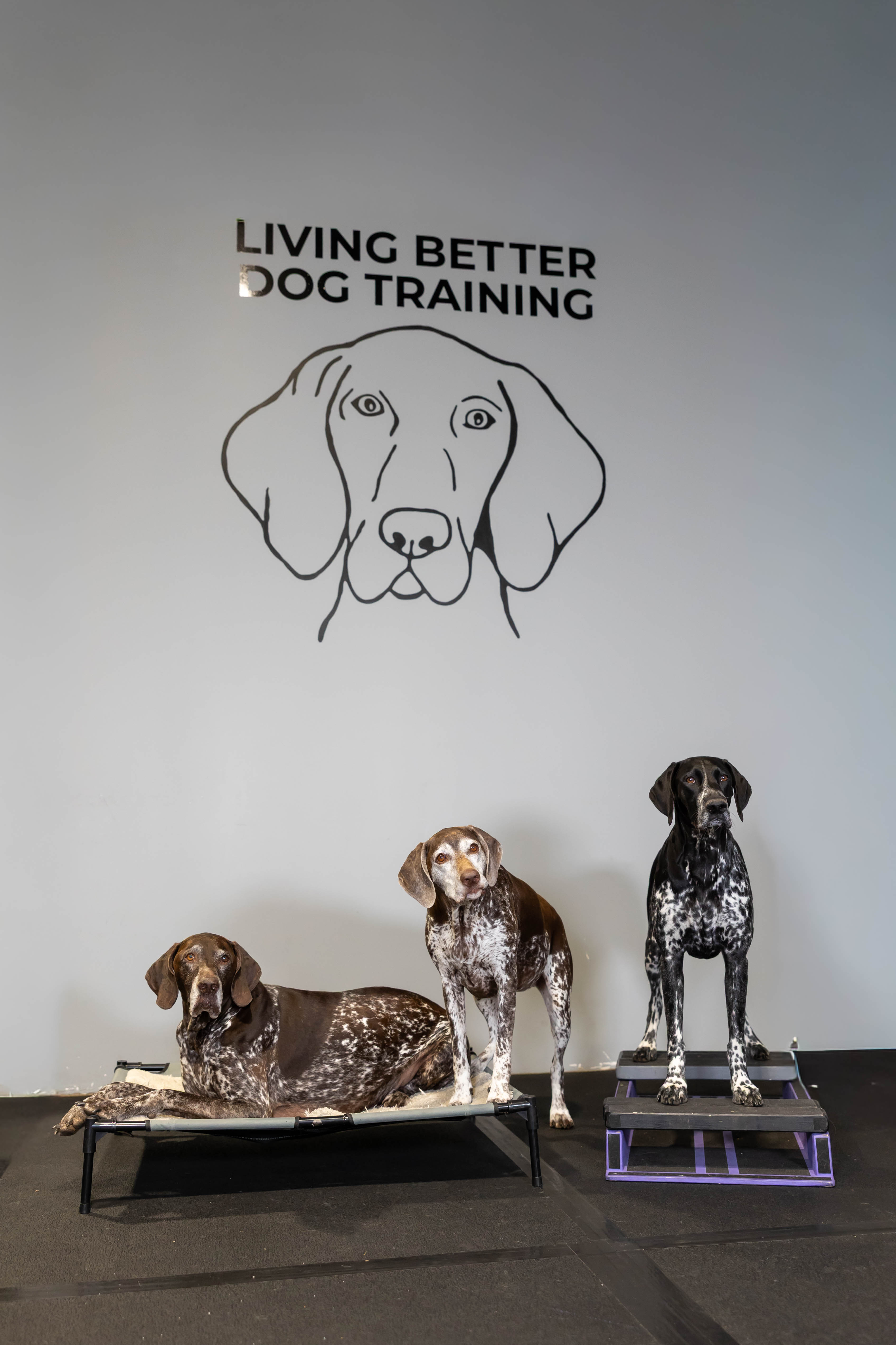 Three dogs posing at Living Better Dog Training facility