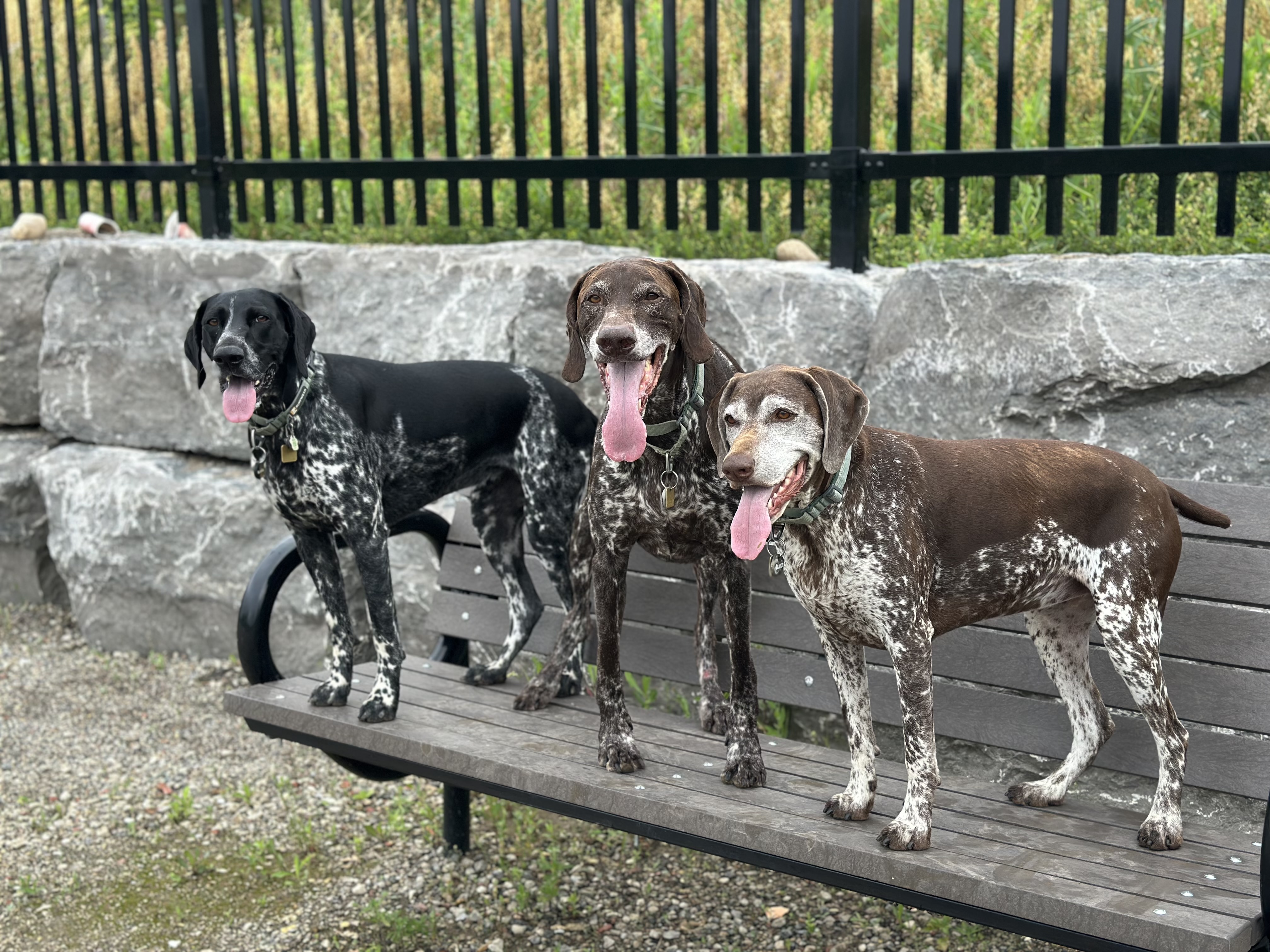 Three happy pointers standing on bench