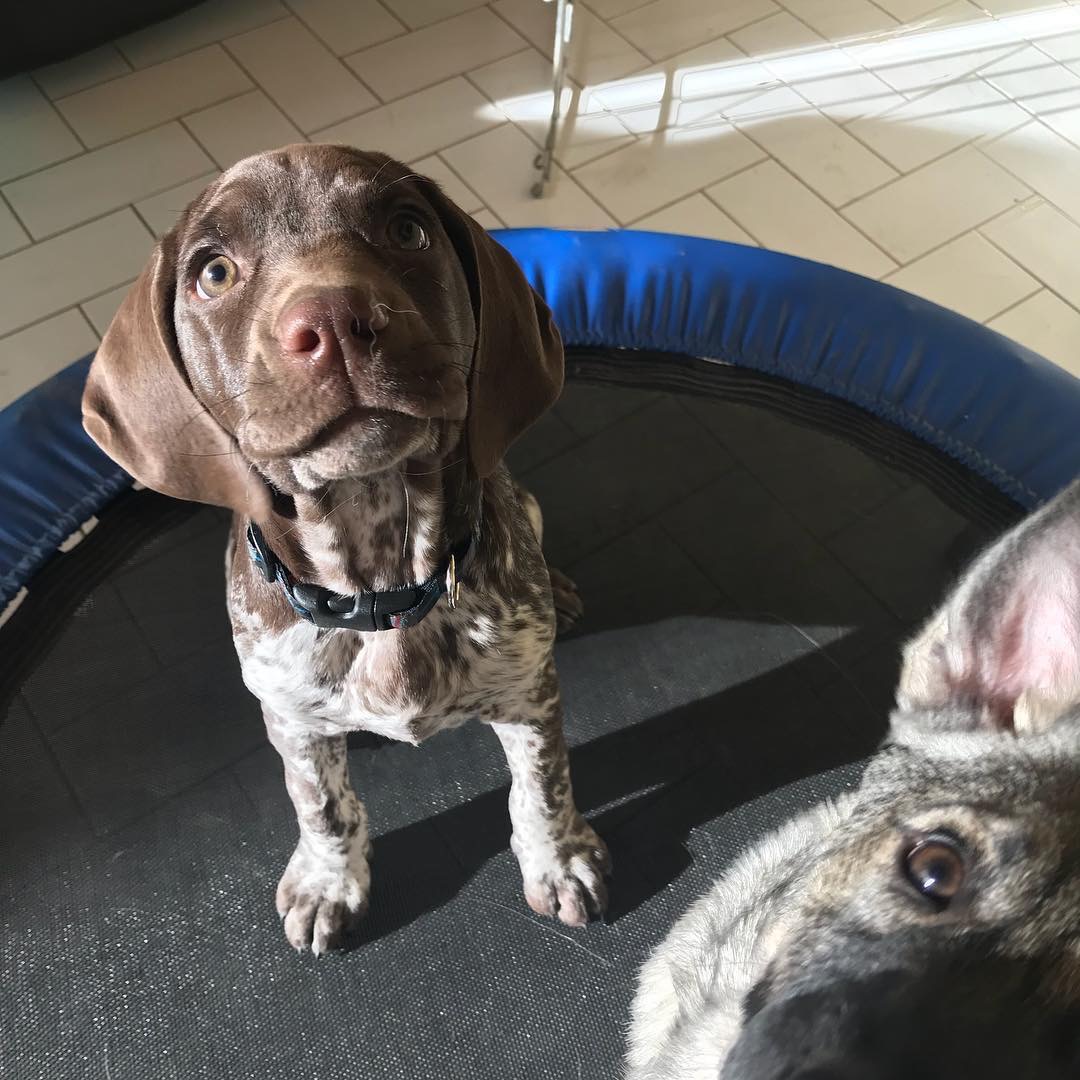 Puppies in pool during socialization