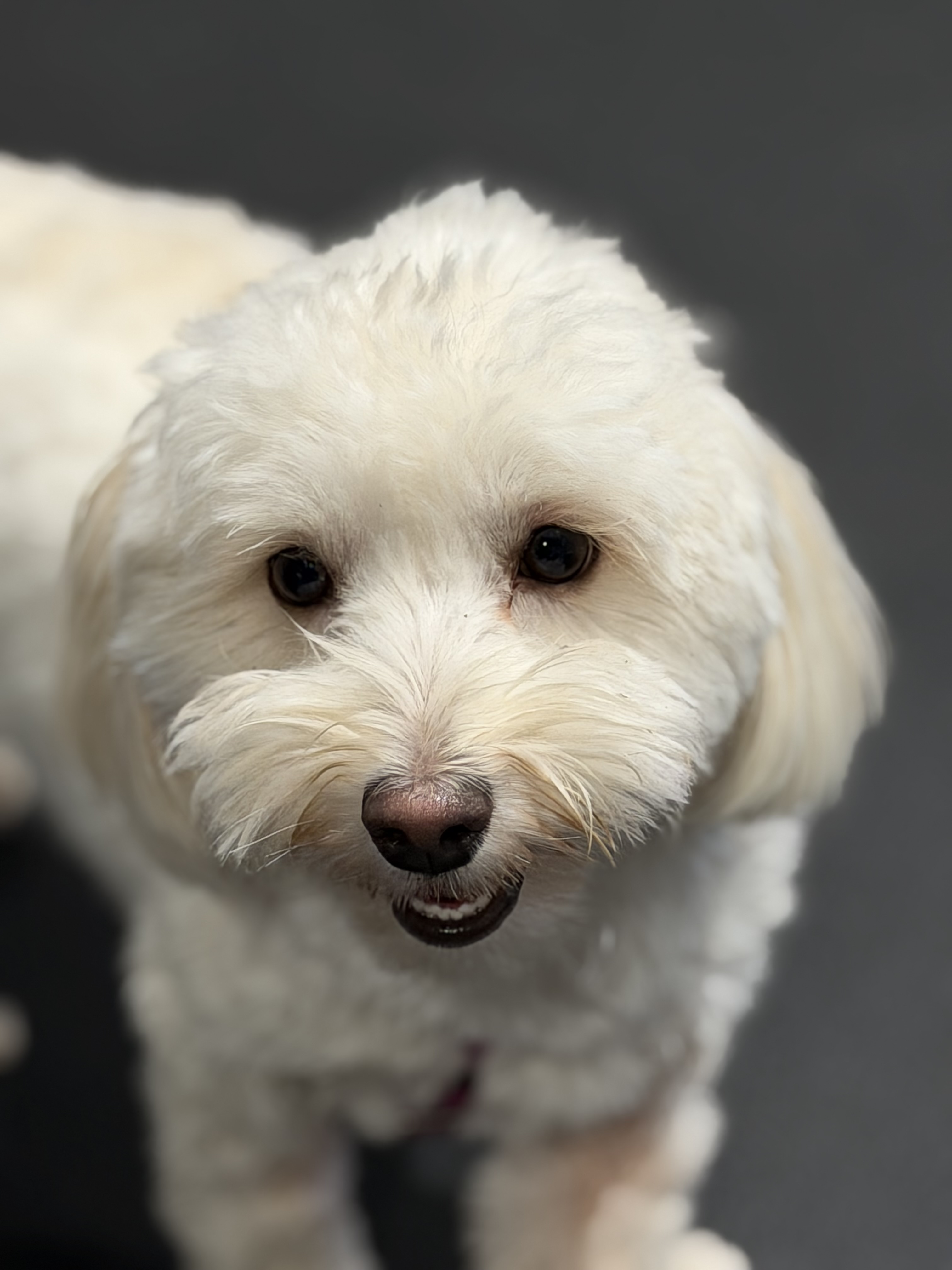 Fluffy white dog smiling during training