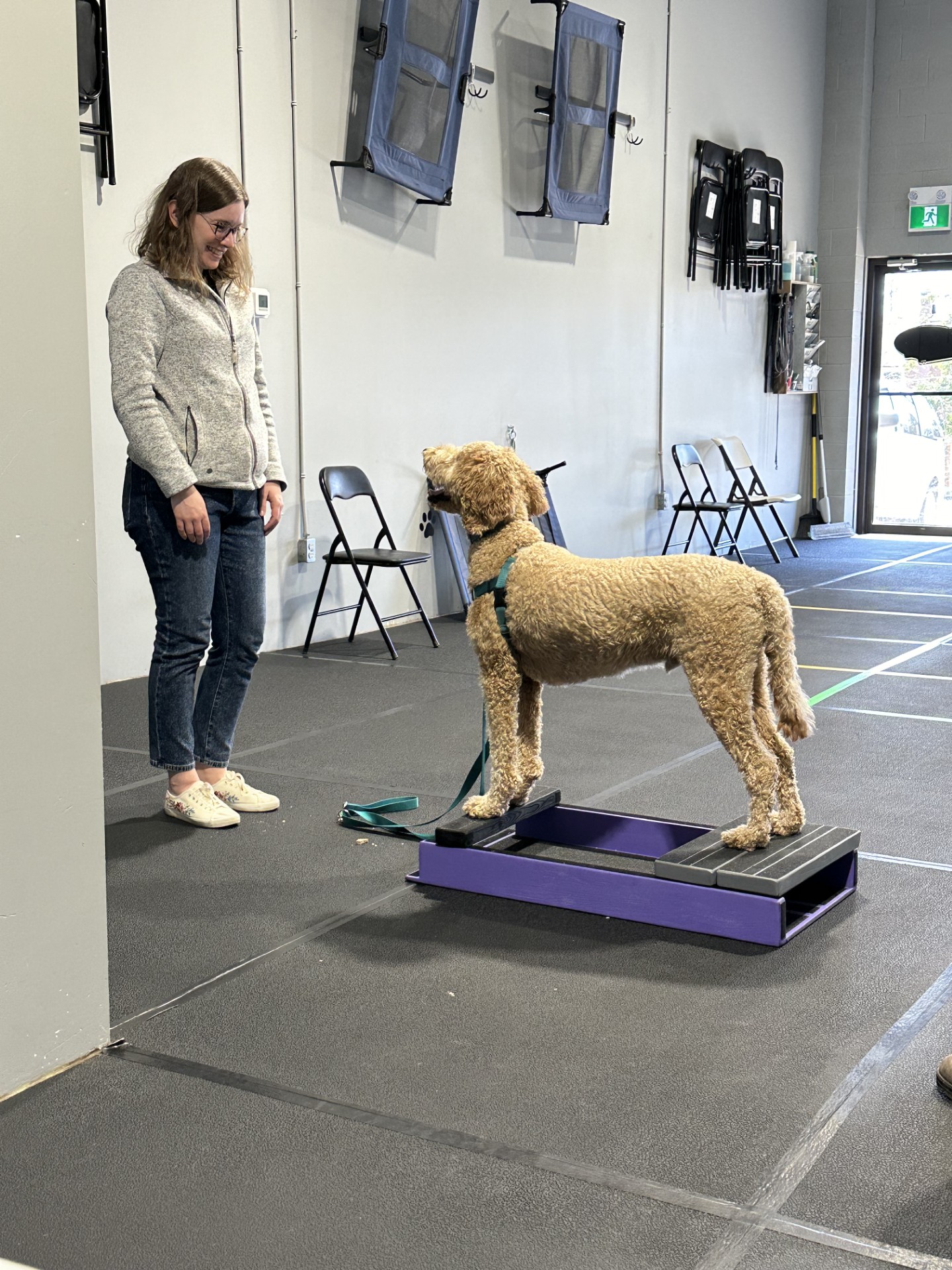 Dog and trainer working on behavioral exercises