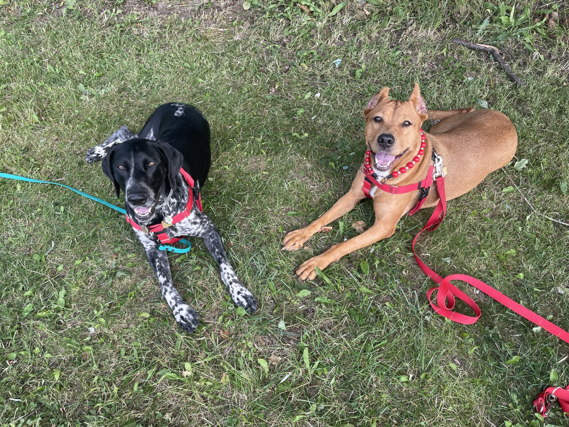 Puppy socialization during training session